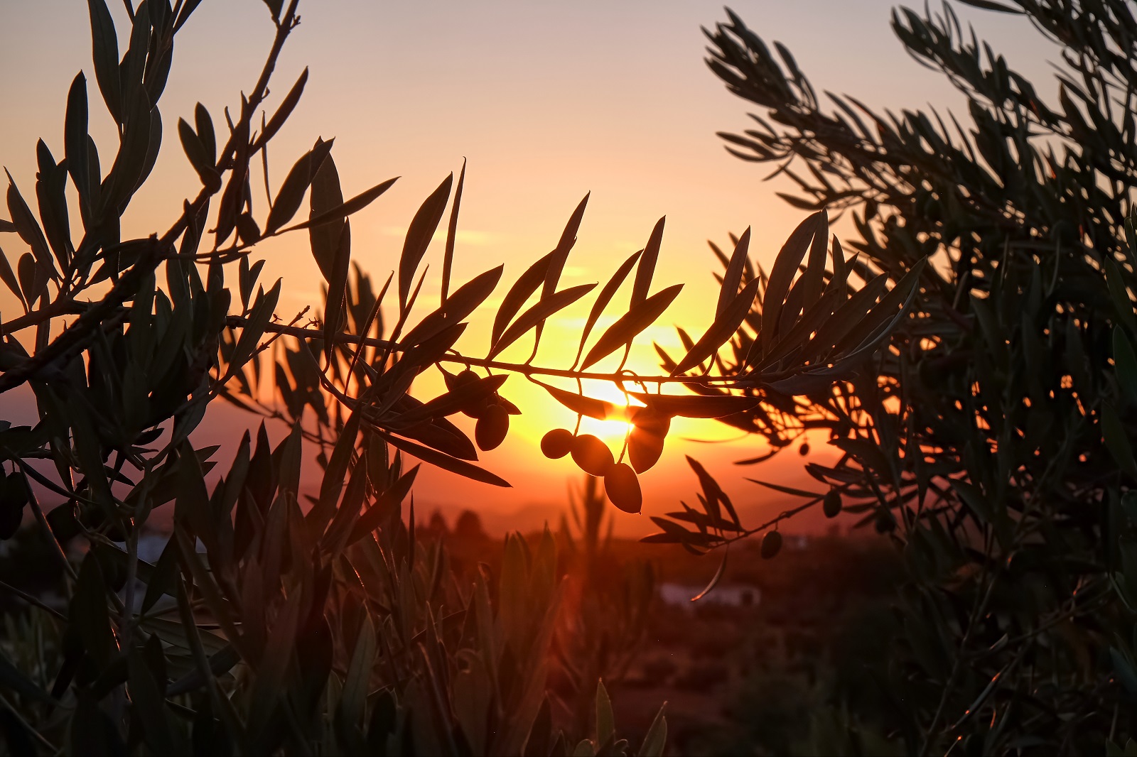 La Strada dell’olio e del vino del Montalbano